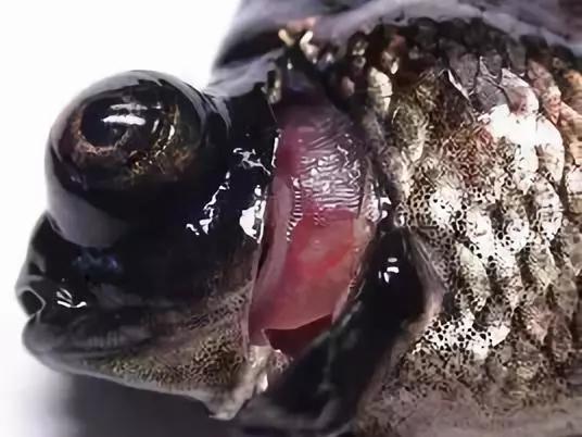 鳃霉和水霉,烂鳃和鳃霉病有何区别