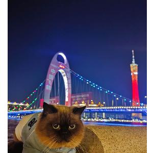 猫咪伸爪子误伤要惩罚吗,猫咪伸爪子抓我衣服是怎么回事