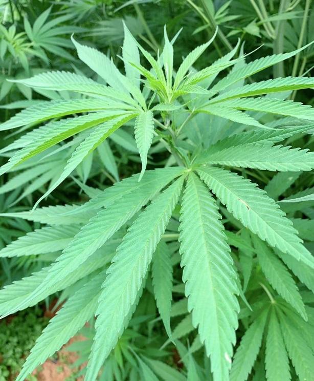 kpc昆药集团怎么样,昆药集团kpc