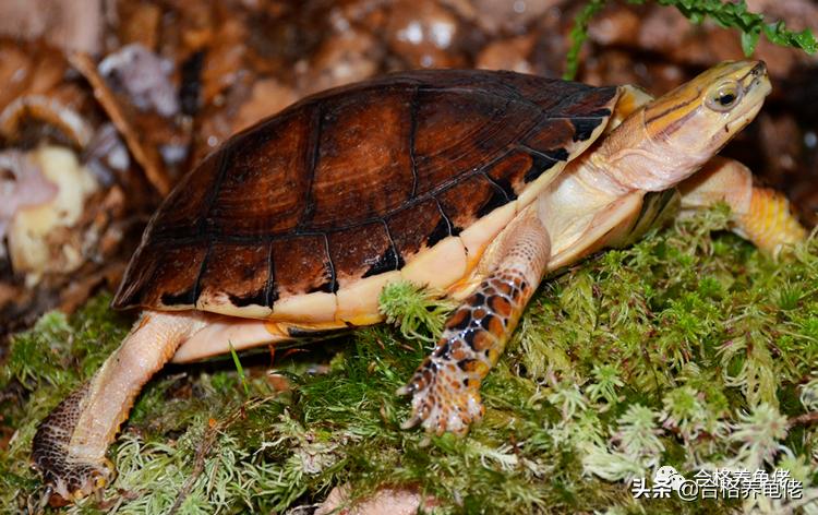 怎么给龟苗布置环境,怎么给龟龟设置深水区
