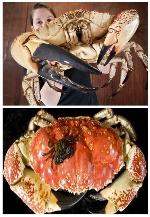 你不知道的13个螃蟹冷知识,螃蟹的冷知识有多可怕