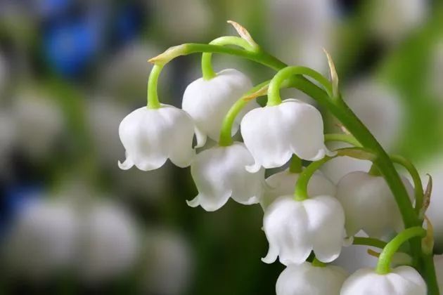 雪松味道有点呛鼻子,雪松味道好不好闻