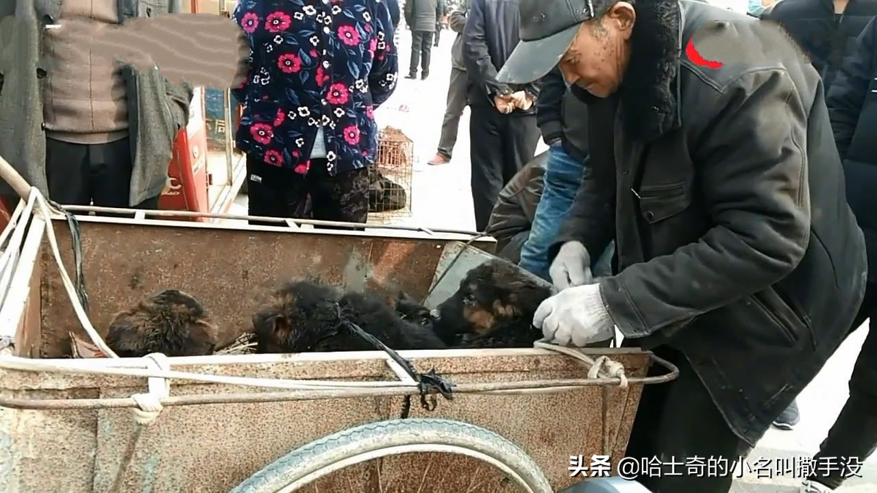 200元在狗市挑一只德牧,狗市捡漏一只德牧