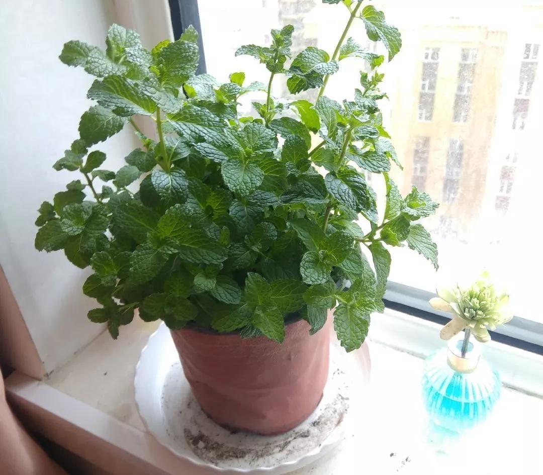 养哪一种吃虫子的花最合适,这4种花真省心养在家里不招虫