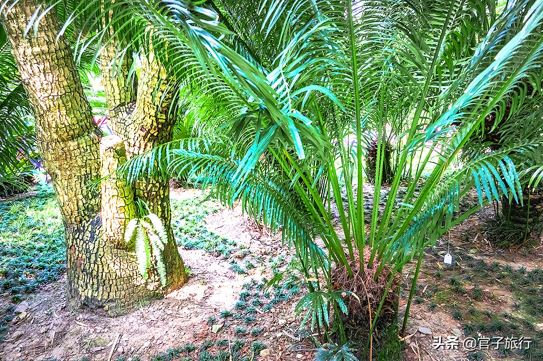 再游青秀山，看“熊猫级”国宝苏铁王，只为千年等一回的告别