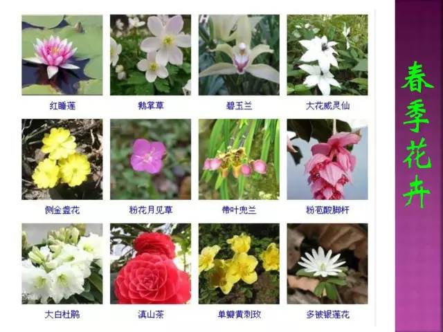花卉大全500种观叶植物名称,1332种常见花卉植物图谱