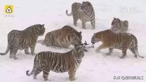 30绉掑甫浣犱簡瑙ｉ粦榫欐睙,甯︿綘浜嗚В榛戦緳姹熷悇涓競