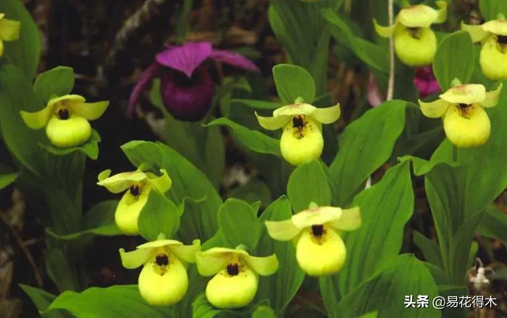 国家二级黄花杓兰,黄花杓兰与西藏杓兰