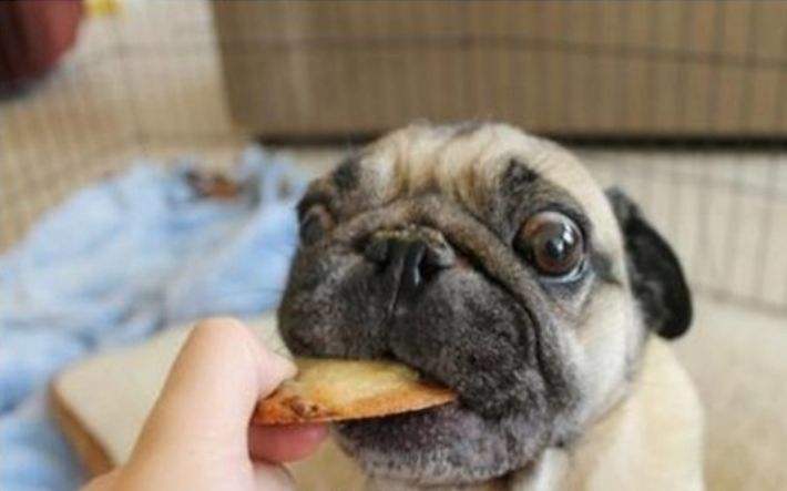 狗狗坏习惯纠正从哪一步开始,狗狗的十大陋习及其行为纠正方法