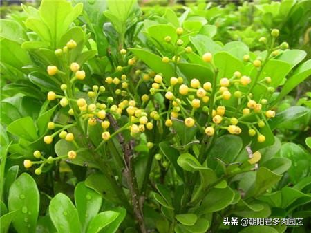 米兰怎么养护才能下次开花爆盆,米兰怎样养到茂盛且开花