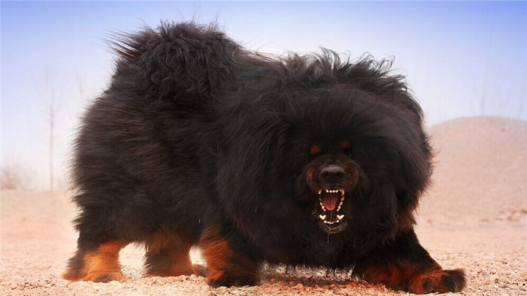 藏獒怎么训成凶猛狗,藏獒的饲养方法和训练