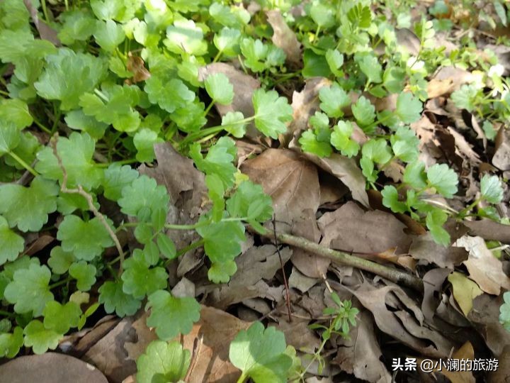 最大的上海森林公园,在上海郊区一座低调的森林公园