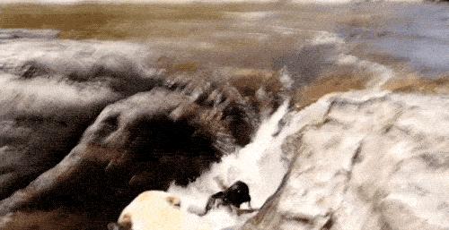 搞笑动图gif动物,搞笑动图gif微信表情包