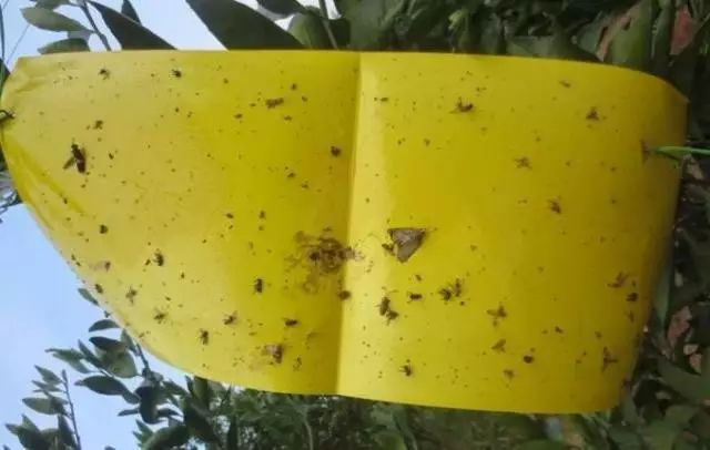 蚜虫的最新防治办法,蚜虫怎么危害植物小视频