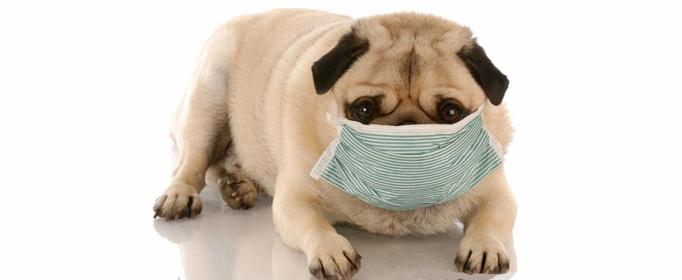 狗狗不能吃什么豆类,狗狗不能吃什么水果图片