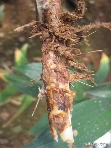 百合虫害的防治方法,百合病虫防治和管理