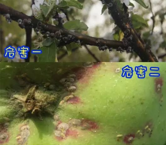 草履蚧预防季节,防窥膜看久了眼花