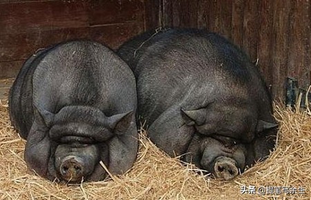 动物的种类很多用什么形容,动物的种类很多可以用什么来形容