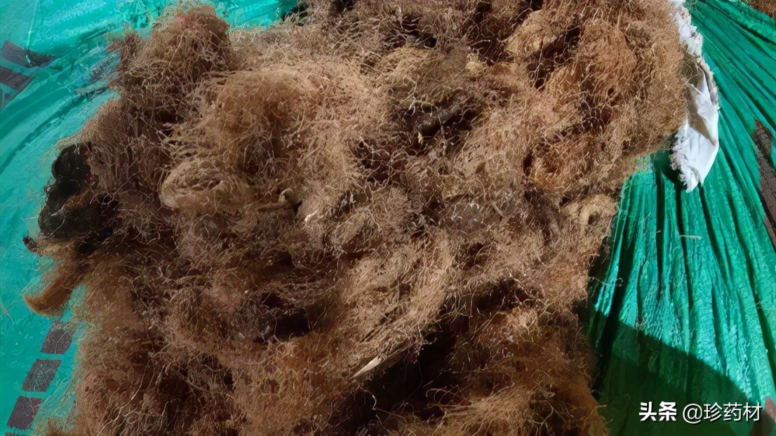 11月1日中药材市场快讯：金樱子、生地、红花、覆盆子、北沙参等