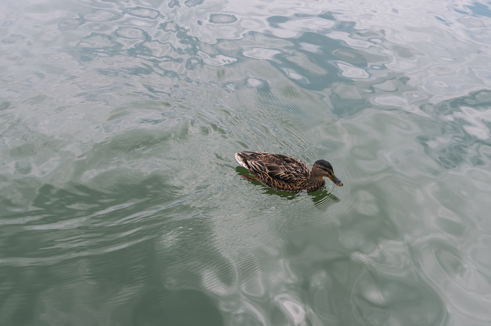 从二道白河去长白山景区攻略,长白山二道白河旅游线路