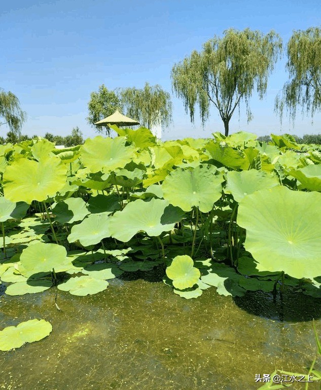 四川高考作文怎么写,四川高考作文写什么
