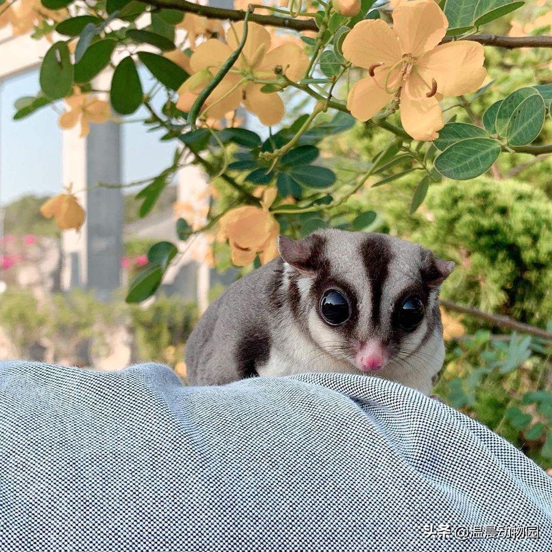 怎么判断蜜袋鼯的健康,怎么看蜜袋鼯健康状态