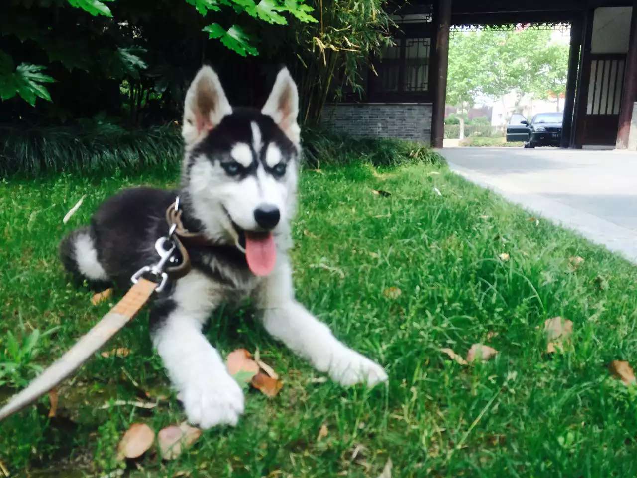 夏天到了养宠家庭必备,夏季来了谨防中暑