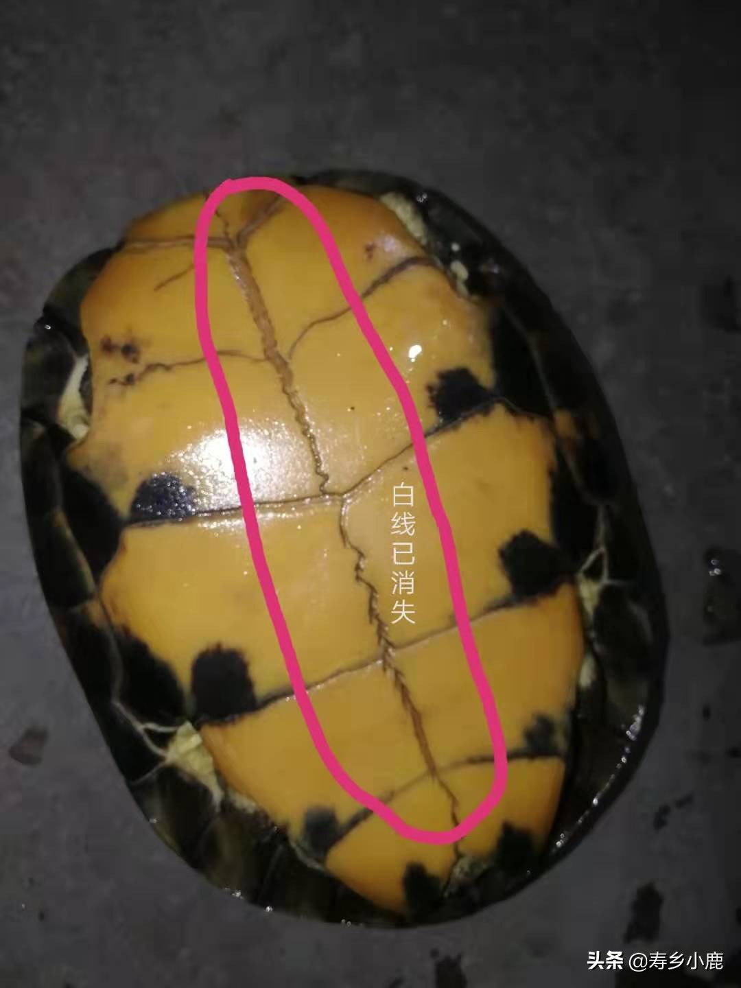 怎么养石金钱龟才是正确的方法,养了五年的石金钱龟应该有多大