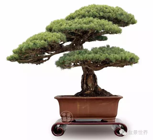 松树盆景经典大片,大斜杆式盆景得金奖作品松树