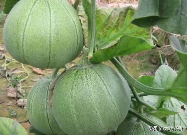 甜瓜大棚种植方法全过程,大棚甜瓜种植技术完整版