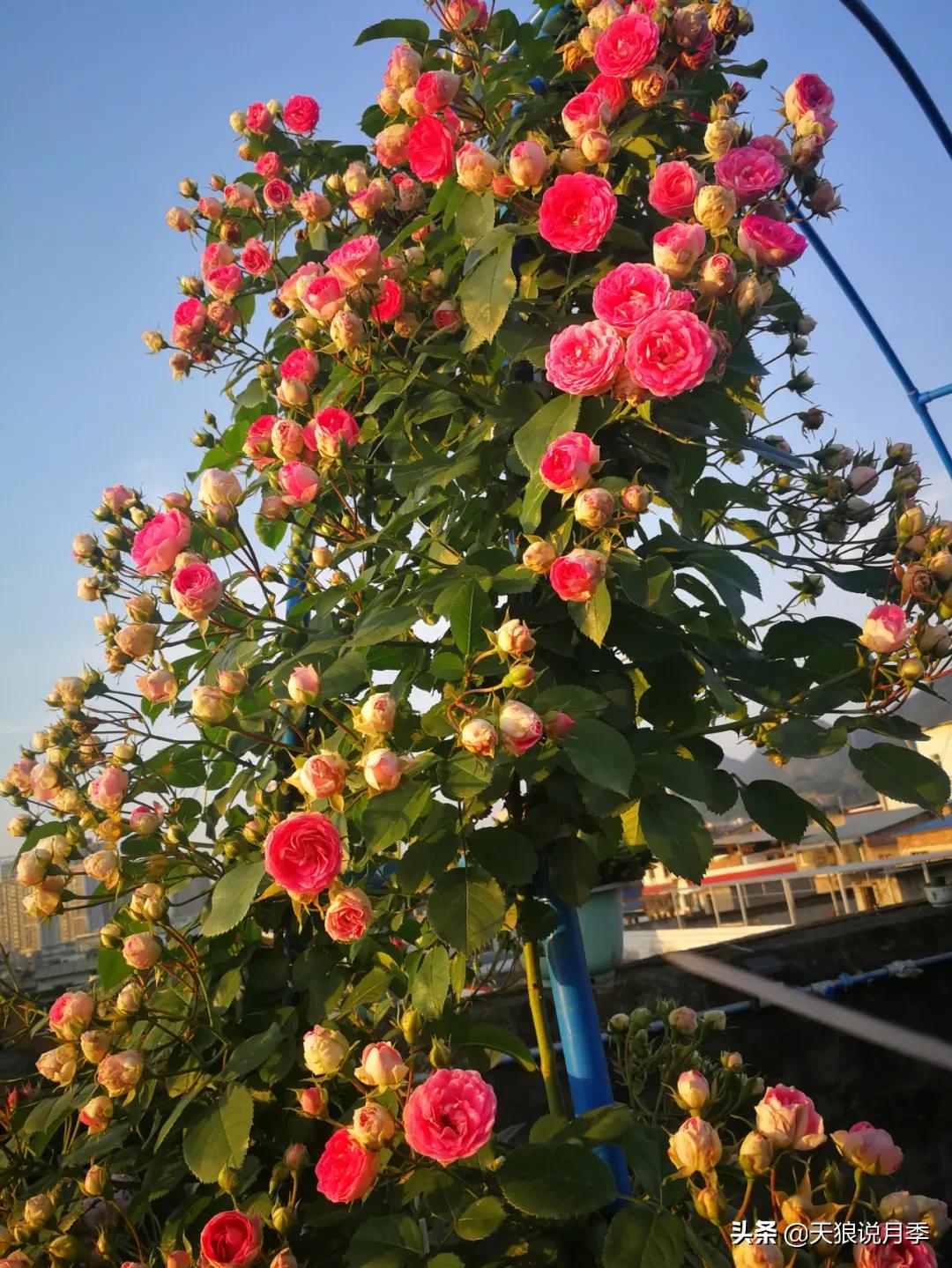 花友家的春花都开爆爆爆了，快来云赏花！（上）