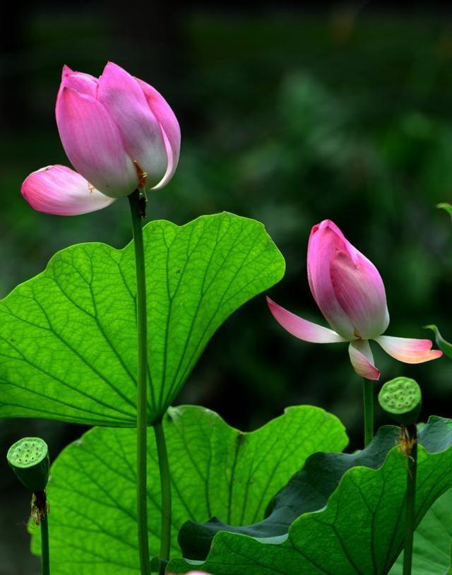 感悟人生的经典佛语视频,感悟人生佛缘情感语录