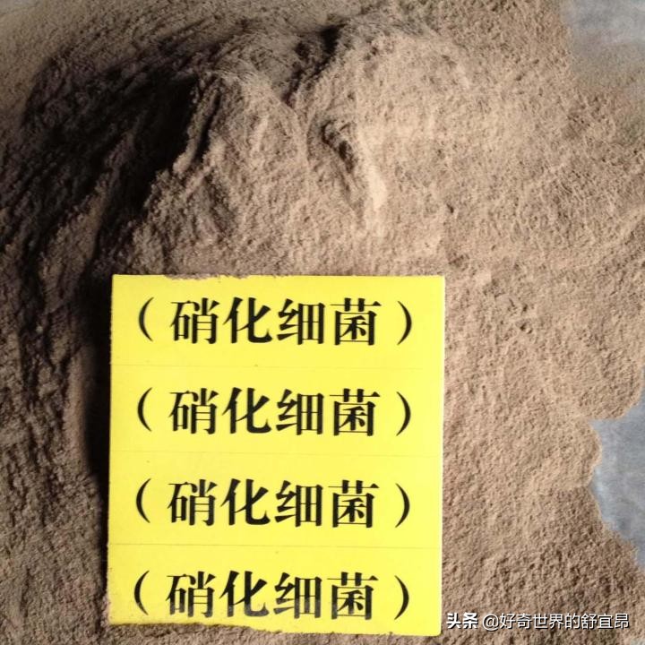 硝化细菌怎么培养,养鱼时被忽略,无知才导致失误