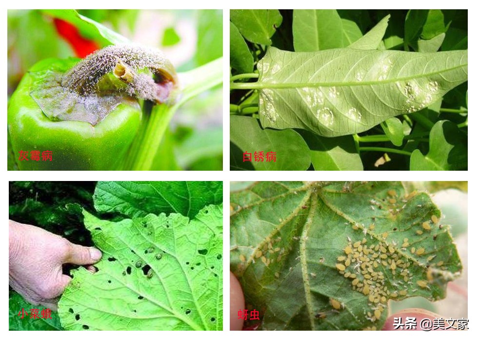 阳台小菜园手把手教你种菜,农家小院立体式种菜技巧