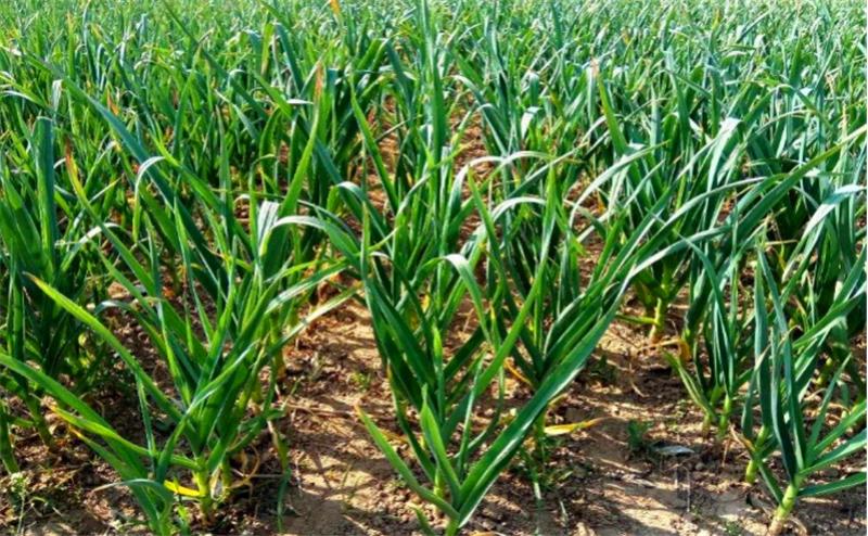 大蒜从种植到采收蒜苗要多久,种大蒜时需要做哪些准备工作