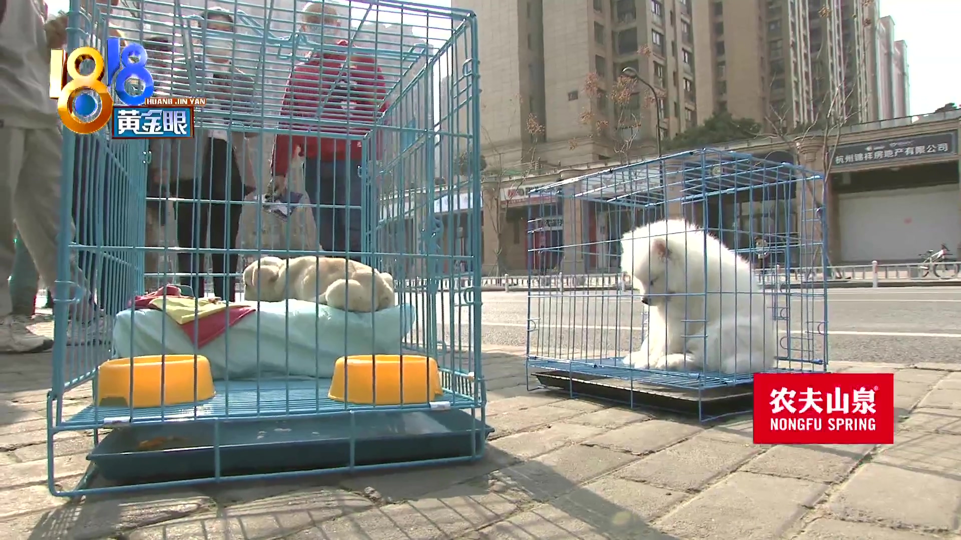 刚买10天不到的小狗被炖了,买来三天小狗就腿站不直了