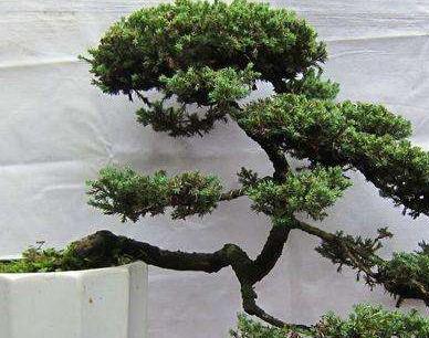 花友真幸运,捡到一棵“奇特”树桩,人称“珍珠地柏”,价值高