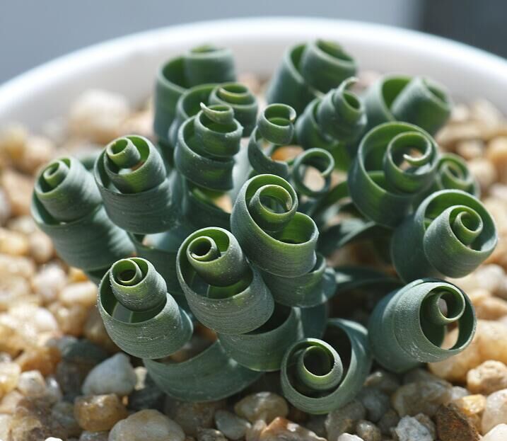 哪些种球适合春天栽种,冬季种百合种球能开花吗