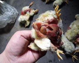 鸡呼吸有呼噜并带拉稀是什么病,鸡群咳嗽呼噜甩头