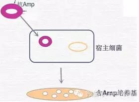 分子构建的正确流程是什么,分子构建最新技术