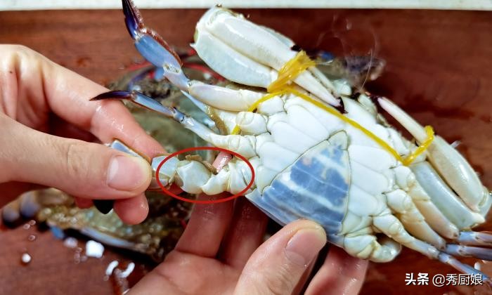 螃蟹肥不肥看哪里图片,怎么知道螃蟹肥不肥