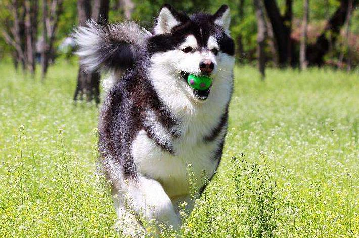 阿拉斯加和哈士奇它们的区别在哪里，谁更值钱一些呢，你喜欢哪个