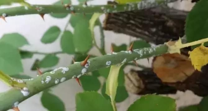 介壳虫防治最佳时间,介壳虫防治时间和方法