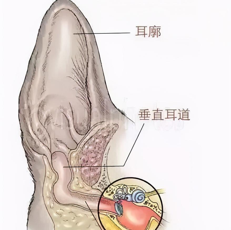 最简单的清理狗狗耳朵,狗狗耳朵清洁用什么比较好