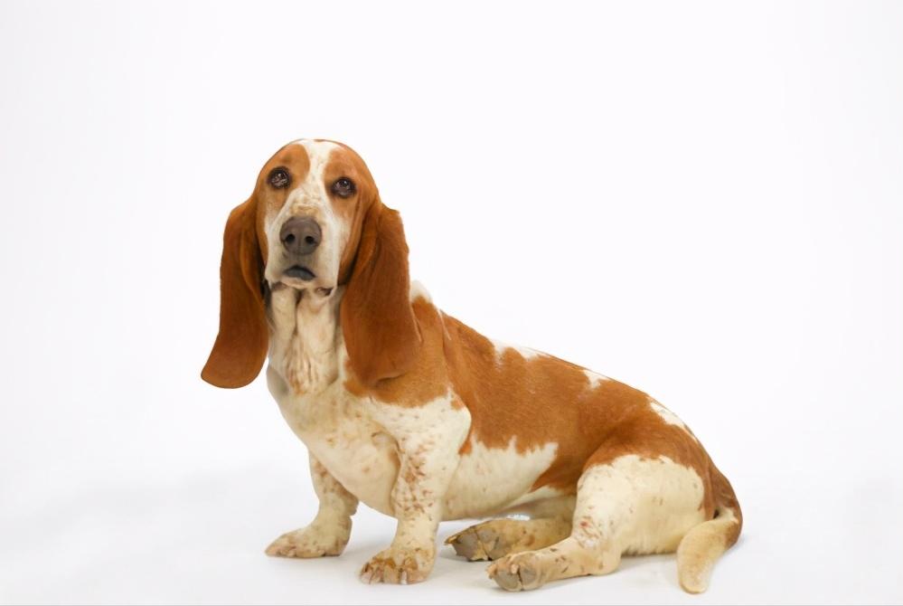 狗狗绝育手术后几天恢复正常,狗狗绝育后注意事项多久能恢复