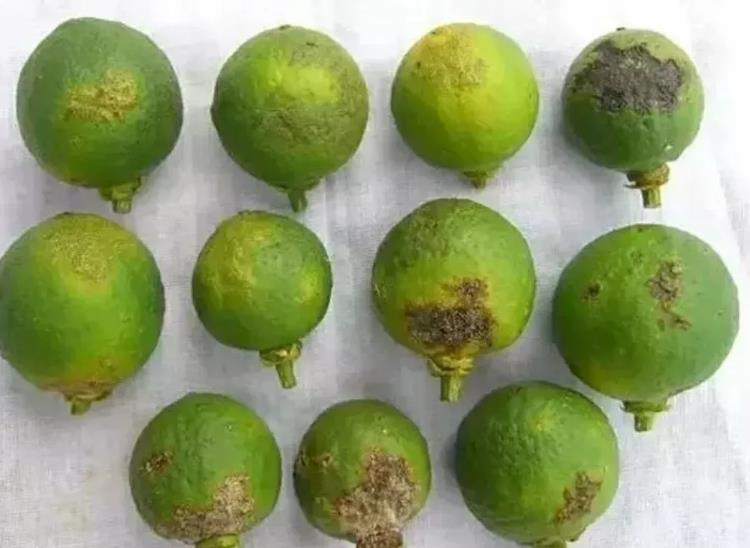 硼肥不能和什么农药一起用,硼肥与磷酸二氢钾能混用吗