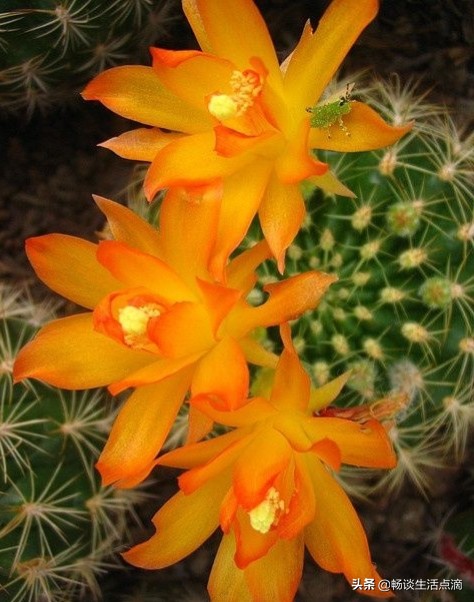 卧室放什么花卉植物比较好,夜间可以放在卧室的花卉有哪些