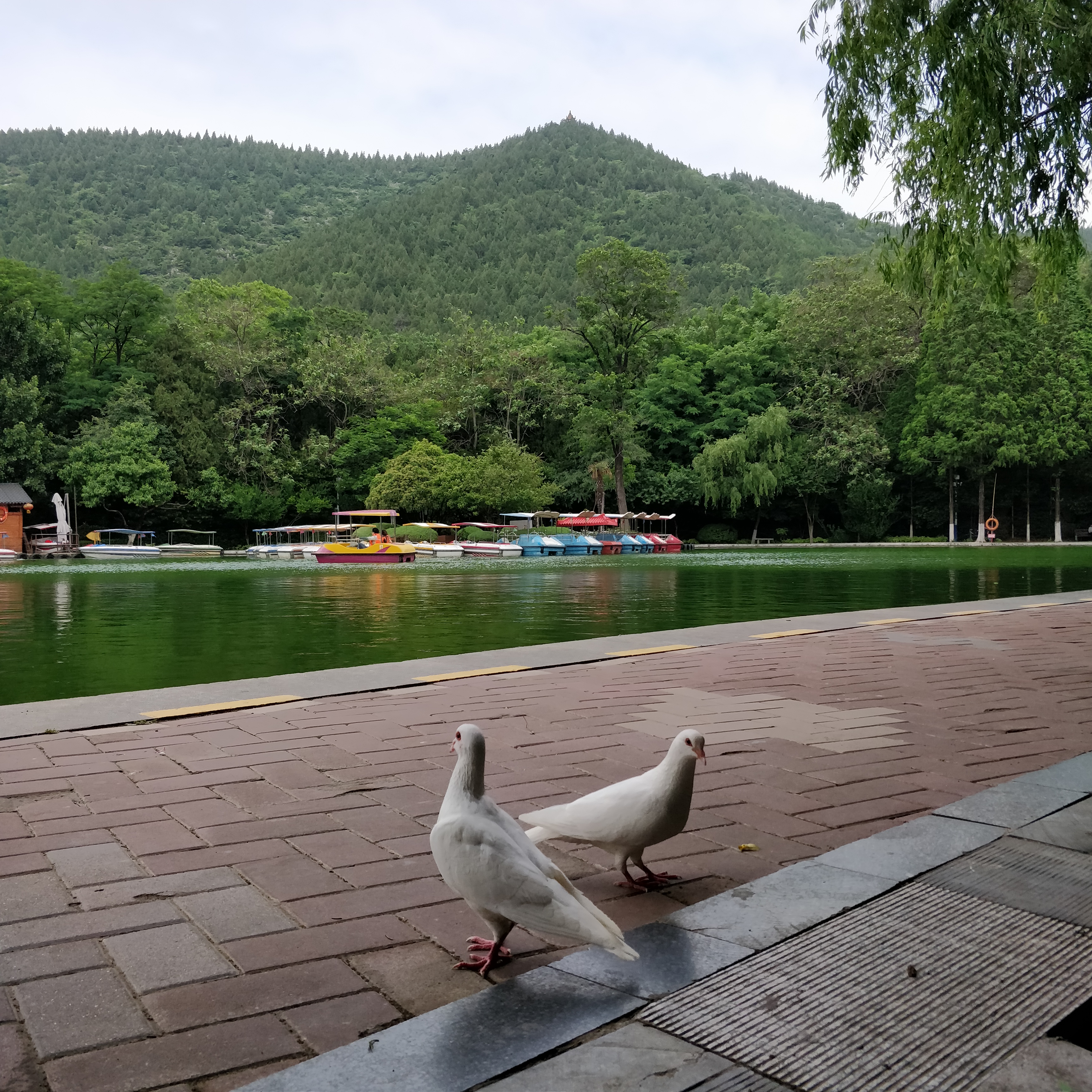 淮北相山公园相山之巅,我眼中的公园范文