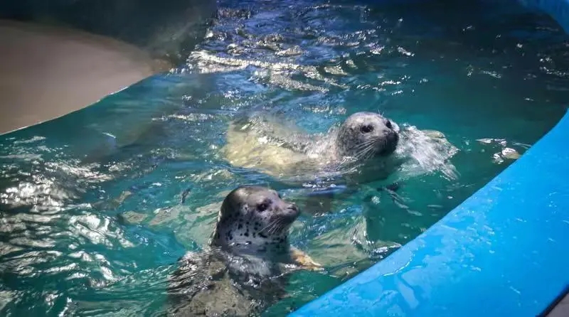 小海豹刚出生为啥有毛,海豹宝宝白毛成年过程