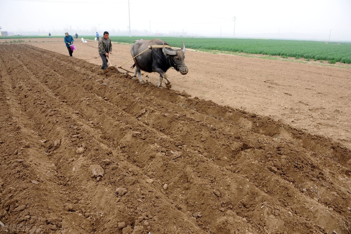 花生种植的秘诀,老一辈代代相传的花生种植方法